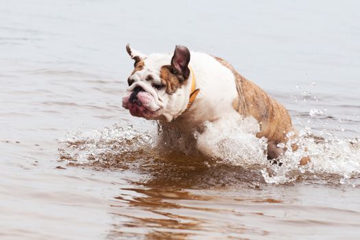 English Bulldog or British Bulldog is swimming on the lake in the water