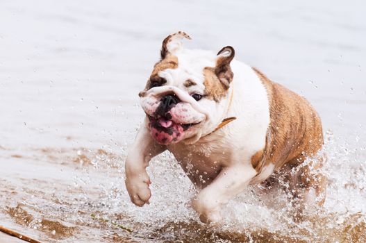 English Bulldog or British Bulldog dog is swimming on the lake in the water