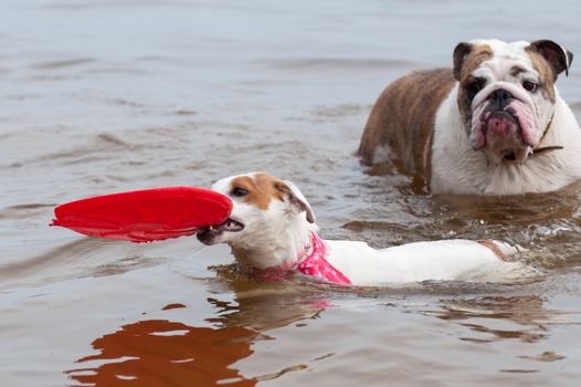 Jack Russell Terrier dog is playing in frisbee.