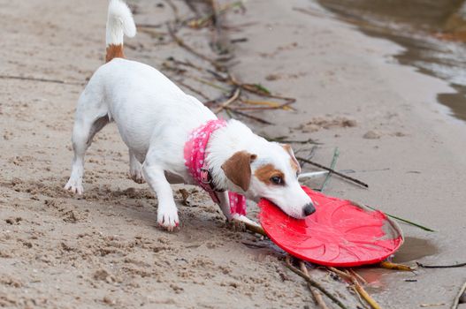 Jack Russell Terrier dog is playing in frisbee.