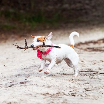 Jack Russell Terrier dog plays with big stick on the sandy beach against the river water.