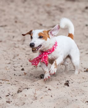 Jack Russell Terrier dog is playing with cone.