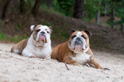 Two English Bulldog dogs sitting on the sand on the beach