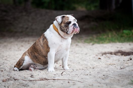 English Bulldog dog sitting on the sand on the beach