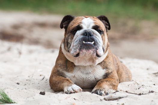 English Bulldog dog sitting on the sand on the beach