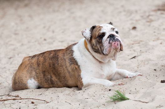 English Bulldog dog sitting on the sand on the beach