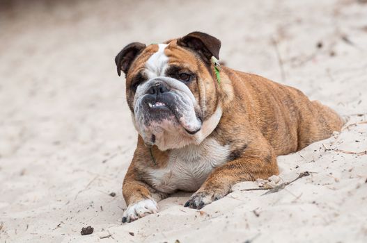 English Bulldog dog sitting on the sand on the beach