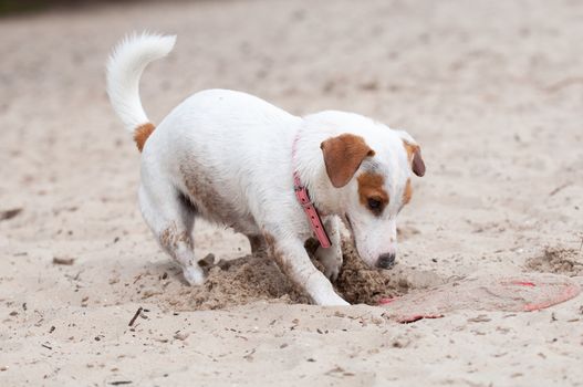 Funny Jack Russell Terrier dog digging a hole on the beach