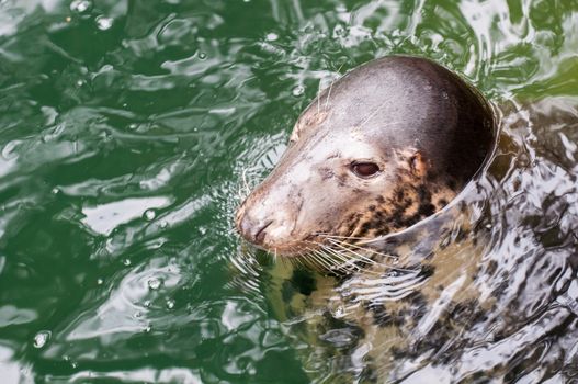 sea seal close up is swimming in water.