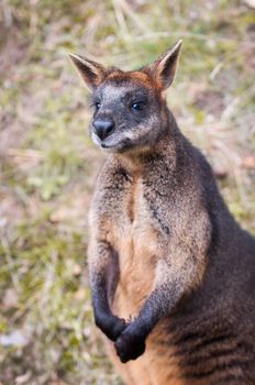 funny portrait of brown Kangaroo close up