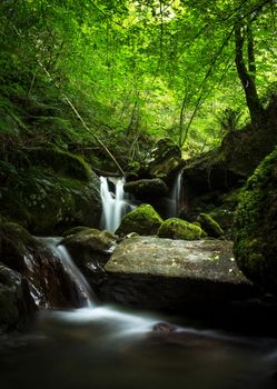 Stream of water between moss-covered rocks in a lush green forest