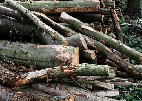 a pile of wood on the edge of the forest