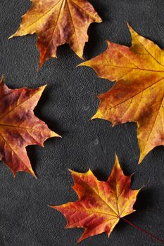 Pattern made of minimal composition of colorful marple fall leaves on gray concrete wall. closeup Autumn concept. Flat lay copy space for text.