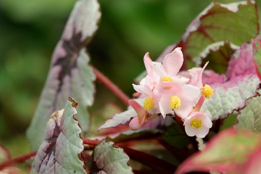 Rex Begonia / painted leaf begonia is a tropical perennial multicolored leaves. The outer edges of the leaf are typically a dark green, the inner portion colored shades of pink, red, silver, or purple