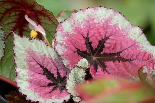 Rex Begonia / painted leaf begonia is a tropical perennial multicolored leaves. The outer edges of the leaf are typically a dark green, the inner portion colored shades of pink, red, silver, or purple