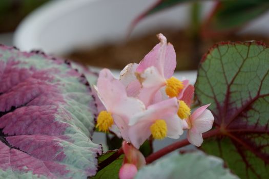 Rex Begonia / painted leaf begonia is a tropical perennial multicolored leaves. The outer edges of the leaf are typically a dark green, the inner portion colored shades of pink, red, silver, or purple