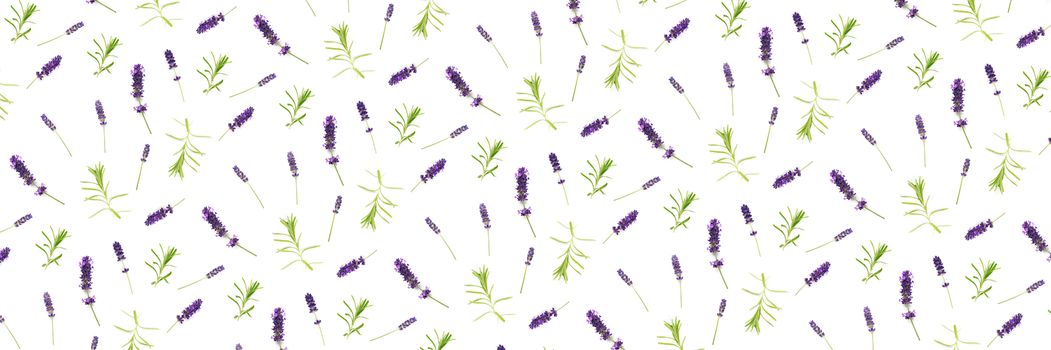 lavender flowers arranged on white background. flat lay mock up, Minimal background concept. flower floral composition isolated on white background not pattern.
