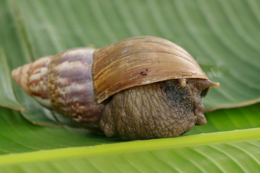 A view of land garden snails, known as terrestrial pulmonate gastropod molluscs on the green grass under the morning natural sun. A taste of spring or summer time. Also, represent great patience.