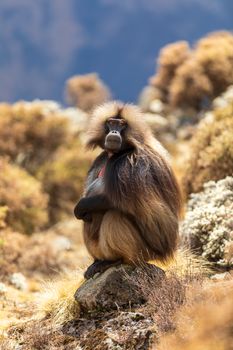 portrait of alpha male of endangered endemic animal monkey Gelada baboon. Theropithecus gelada, Debre Libanos, Simien Mountains, Africa Ethiopia wildlife