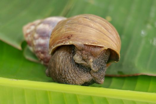 A view of land garden snails, known as terrestrial pulmonate gastropod molluscs on the green grass under the morning natural sun. A taste of spring or summer time. Also, represent great patience.