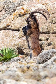 rare Walia ibex fighting, Capra walia, rarest ibex in world. standing on hind legs, prepare for fight. Only about 500 individuals survived in Simien Mountains in Northern Ethiopia, Africa
