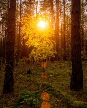 Maple with golden leaves in the autumn pine forest at sunset or sunrise. Sunbeams shining between tree trunks.