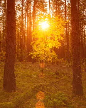 Maple with golden leaves in the autumn pine forest at sunset or sunrise. Sunbeams shining between tree trunks.