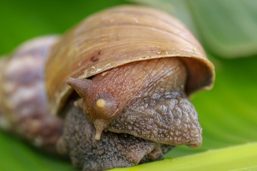 Close up of snail in the rainforest southeast asia. Front view of Achatina Fulica. A large adult snail climbs on a banana leaf in a tropical rainforest.