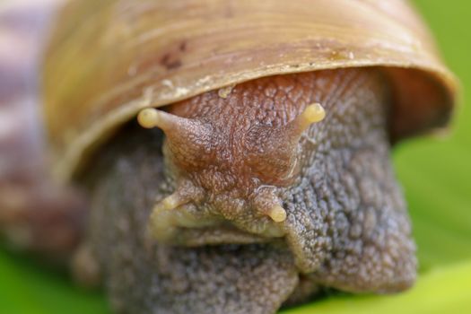 Close up of snail in the rainforest southeast asia. Front view of Achatina Fulica. A large adult snail climbs on a banana leaf in a tropical rainforest.