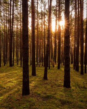 Sunset or sunrise in the autumn pine forest. Sunbeams shining between tree trunks.