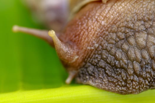 Macro of eye snail. Achatina Fulica looks into the camera lens. Close up of a large adult snail crawling on a banana leaf in a tropical rainforest.