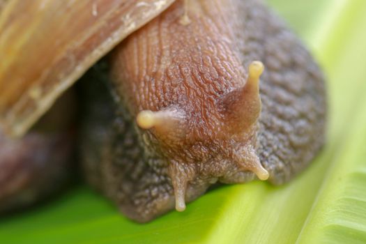 Close up of snail in the rainforest southeast asia. Front view of Achatina Fulica. A large adult snail climbs on a banana leaf in a tropical rainforest.