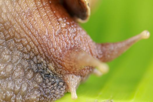 Close up of snail in the rainforest southeast asia. Front view of Achatina Fulica. A large adult snail climbs on a banana leaf in a tropical rainforest.