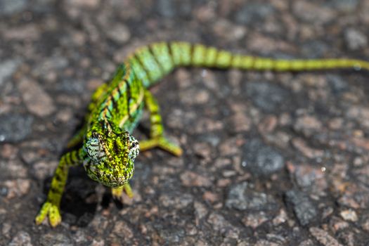 A Close up of a green chameleon on the street