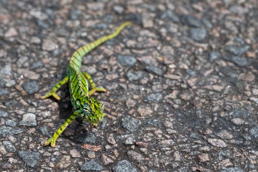 A Close up of a green chameleon on the street