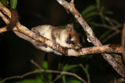 One mouse lemur moves along the branches of a tree