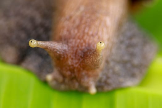 Macro of eye snail. Achatina Fulica looks into the camera lens. Close up of a large adult snail crawling on a banana leaf in a tropical rainforest.