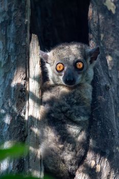 One Little lemur hid in the hollow of a tree and watches