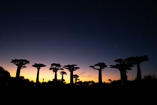 A baobab avenue at sunset with many stars in the sky