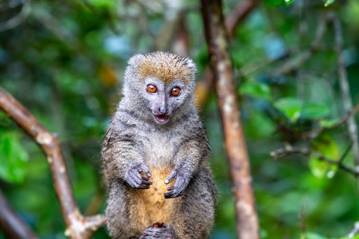 One lemur watches visitors from the branch of a tree