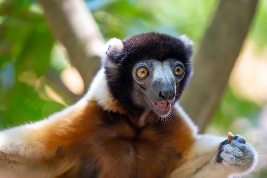 One Sifaka lemur that has made itself comfortable in the treetop