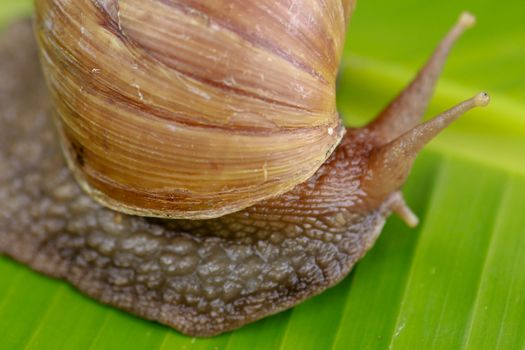 A large brown snail, Giant African snail, Achatina fulica, Lissachatina fulica, creeps on the green wet leaf. Horns are visible, close-up.