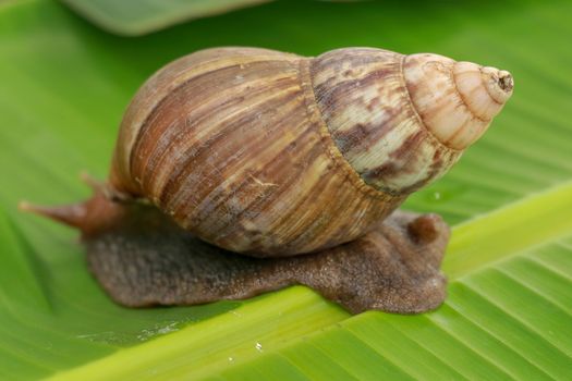 A view of land garden snails, known as terrestrial pulmonate gastropod molluscs on the green grass under the morning natural sun. A taste of spring or summer time. Also, represent great patience.