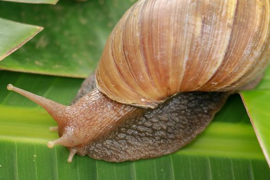 A view of land garden snails, known as terrestrial pulmonate gastropod molluscs on the green grass under the morning natural sun. A taste of spring or summer time. Also, represent great patience.