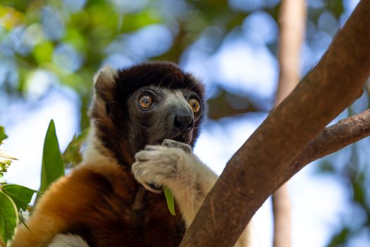 One Sifaka lemur that has made itself comfortable in the treetop