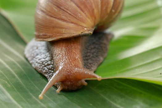 A large brown snail, Giant African snail, Achatina fulica, Lissachatina fulica, creeps on the green wet leaf. Horns are visible, close-up.
