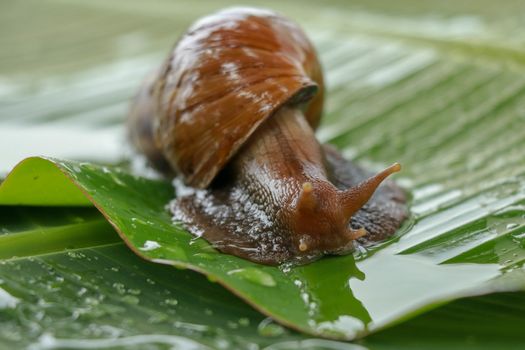 A large brown snail, Giant African snail, Achatina fulica, Lissachatina fulica, creeps on the green wet leaf. Horns are visible, close-up.