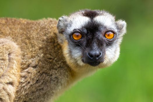 A Portrait of a brown maki, a close up of a funny lemur