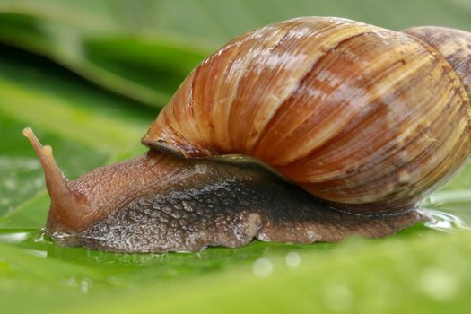 Side view of Achatina Fulica between water drops. A large adult snail climbs on a wet banana leaf in a tropical rainforest. Giant snail crawling.