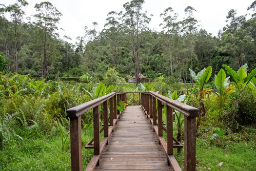 The beautiful wooden bridge in the middle of the jungle